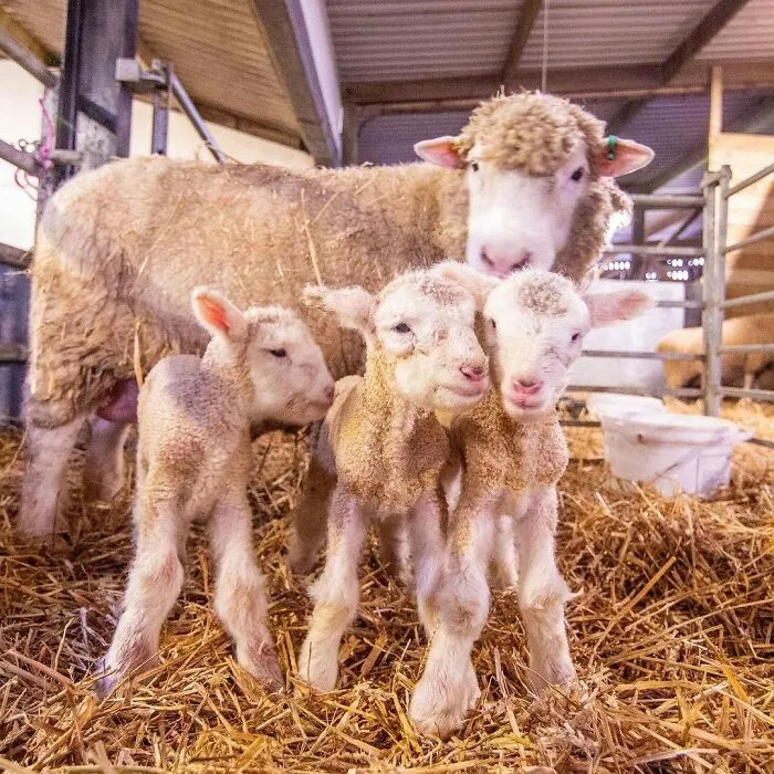 Newborn lambs standing close to their sheep mom in barn