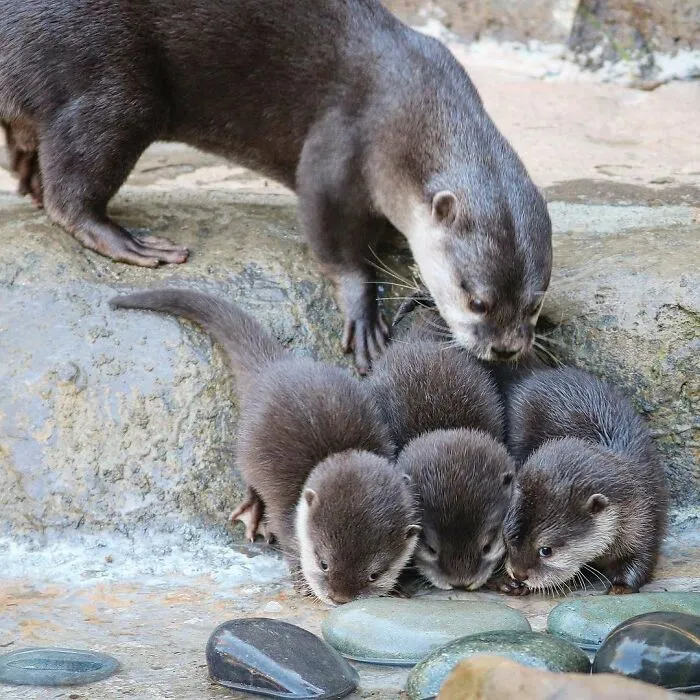 This Page Shared 65 Irresistible Pics Of Baby Animals And Their Moms