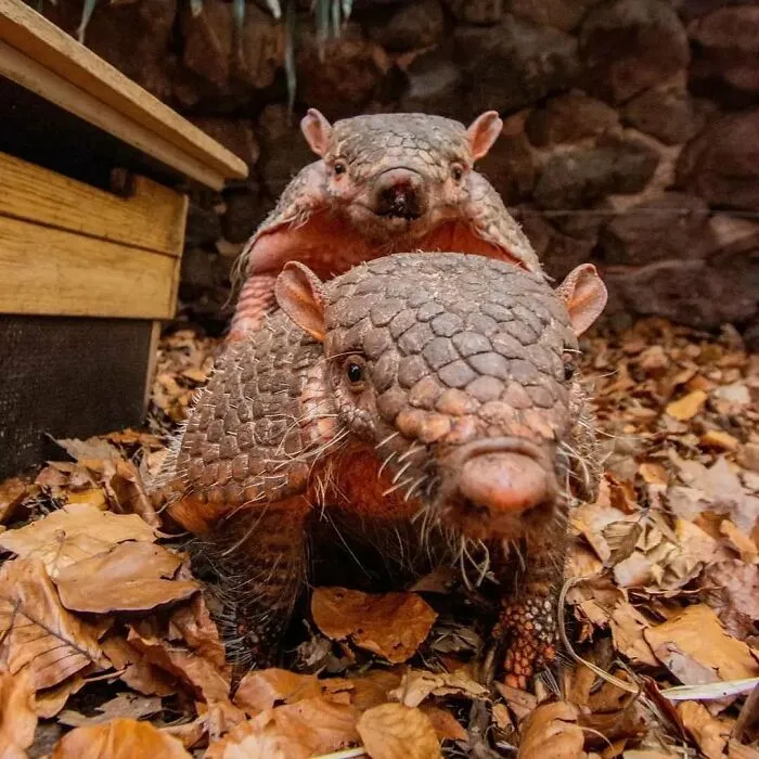 This Page Shared 65 Irresistible Pics Of Baby Animals And Their Moms