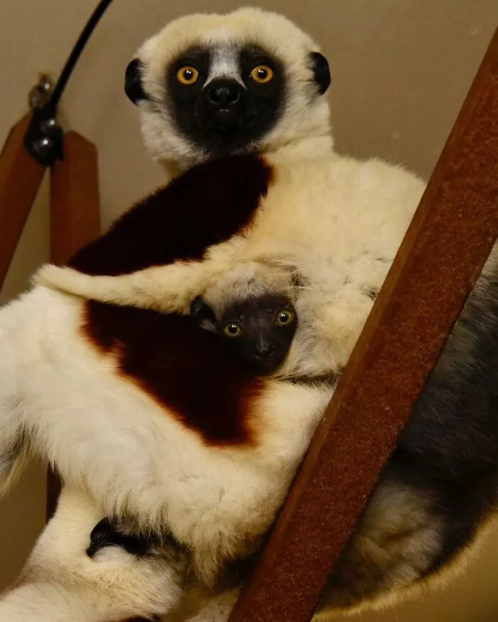 Mother lemur holding baby lemur tightly indoors