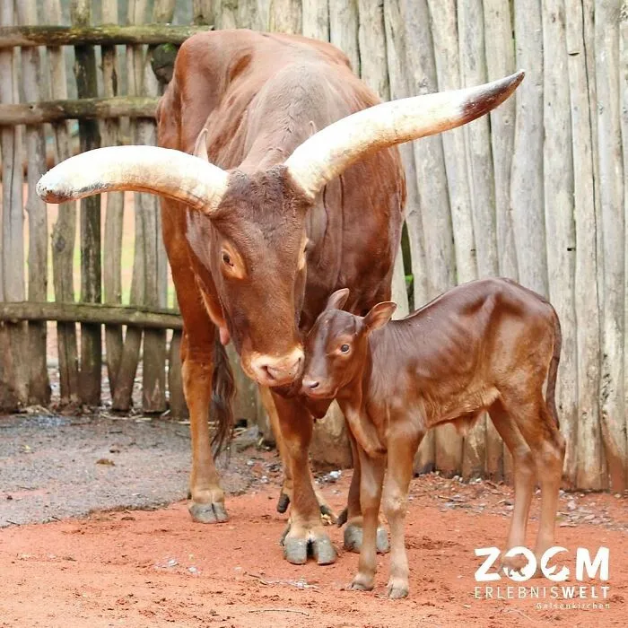 Baby and mom Ankole-Watusi cattle snuggling near wooden fence