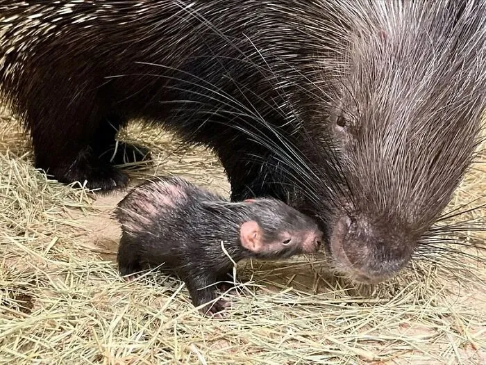 Baby porcupine nuzzling mother porcupine on hay bedding