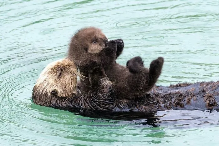 Baby sea otter cuddling with mom floating in water