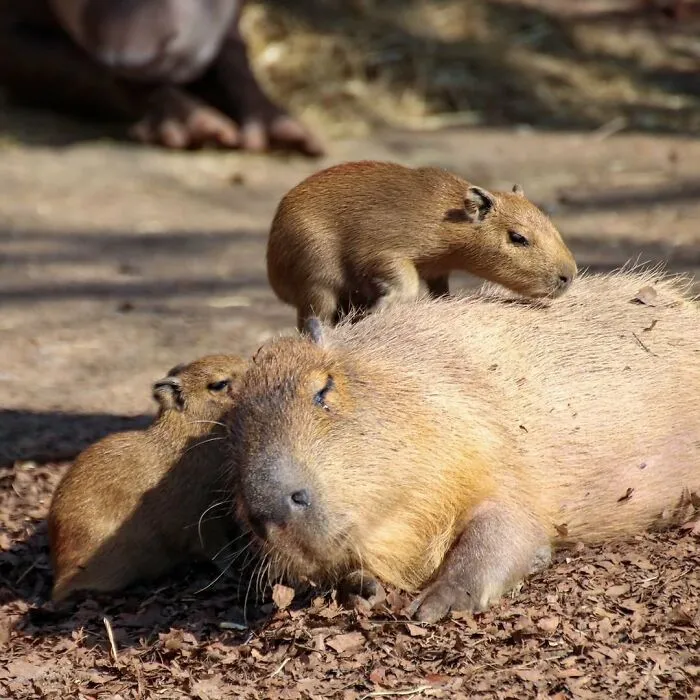 Baby capybaras snuggling with their mom outdoors