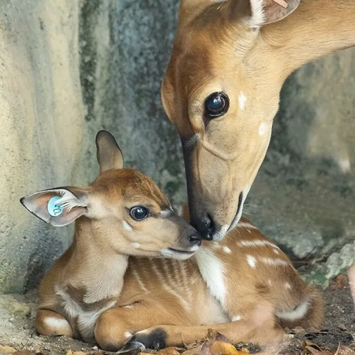 Baby deer resting closely with its mother zoo animals