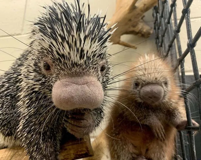 This Page Shared 65 Irresistible Pics Of Baby Animals And Their Moms