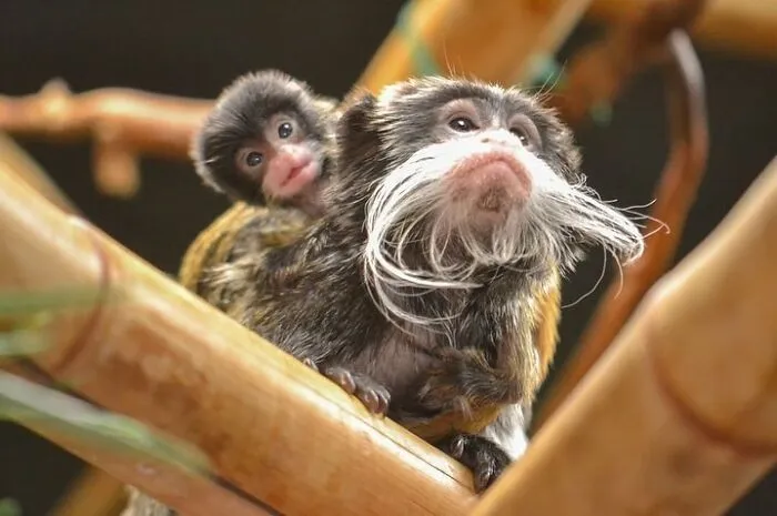 Emperor tamarin monkey with baby clinging on branches