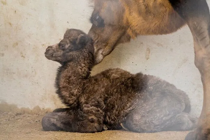 Baby camel receiving loving care from camel mom
