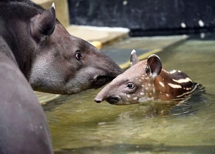 Baby tapir swimming with its mom in water zoo animals