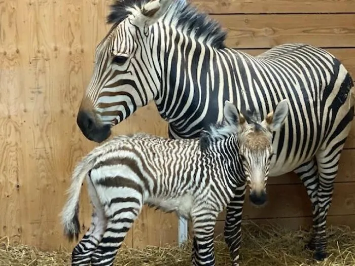 Zebra mother and foal standing together indoors on hay