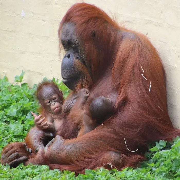 Orangutan mother breastfeeding two babies while sitting on grass