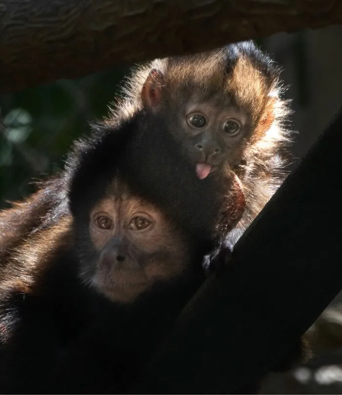 Young monkey clinging to mom with tongue playfully out