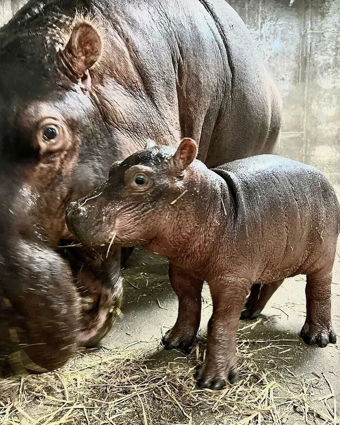 Baby hippo standing close to adult hippo inside enclosure