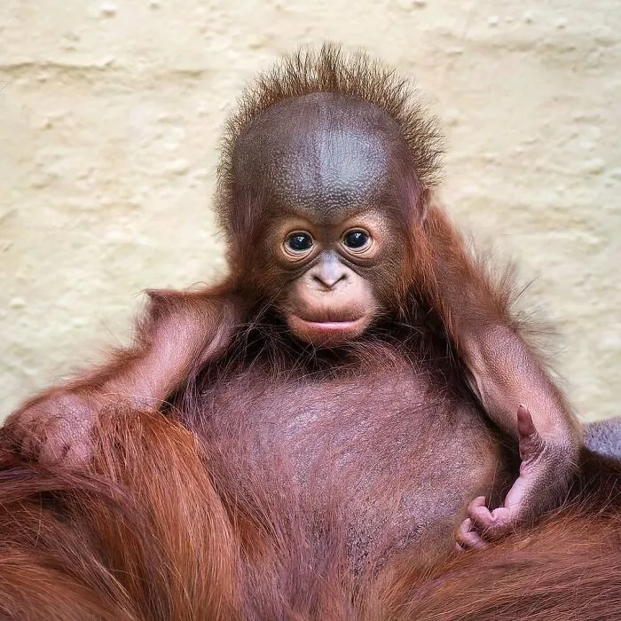 Close up of cute baby orangutan with bright eyes