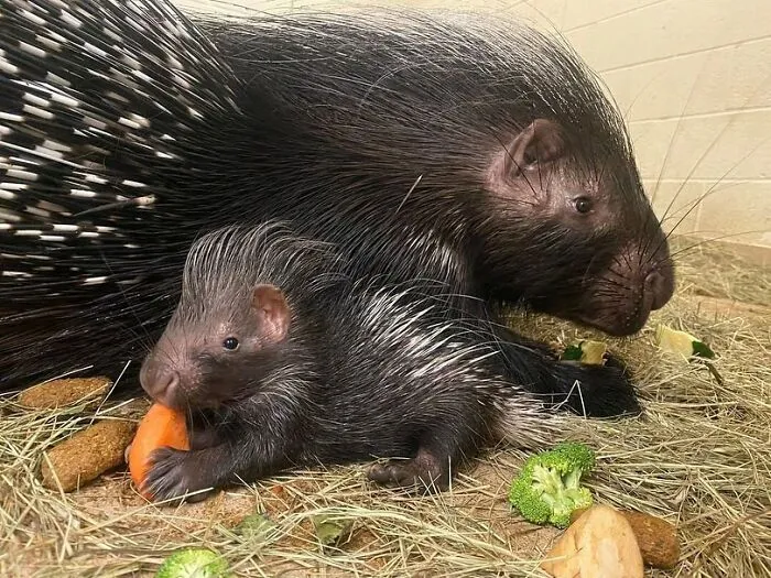 Baby porcupine close to mother surrounded by food