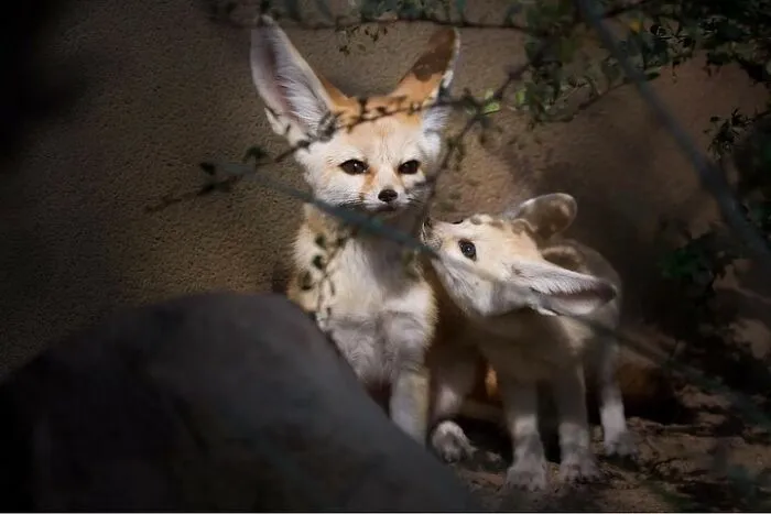 Adorable baby fennec fox snuggling with mother in shade