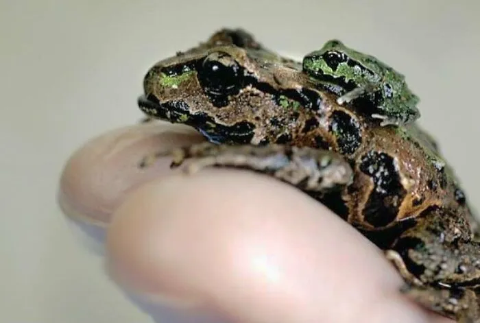 Tiny baby frog riding on large frog held in hand