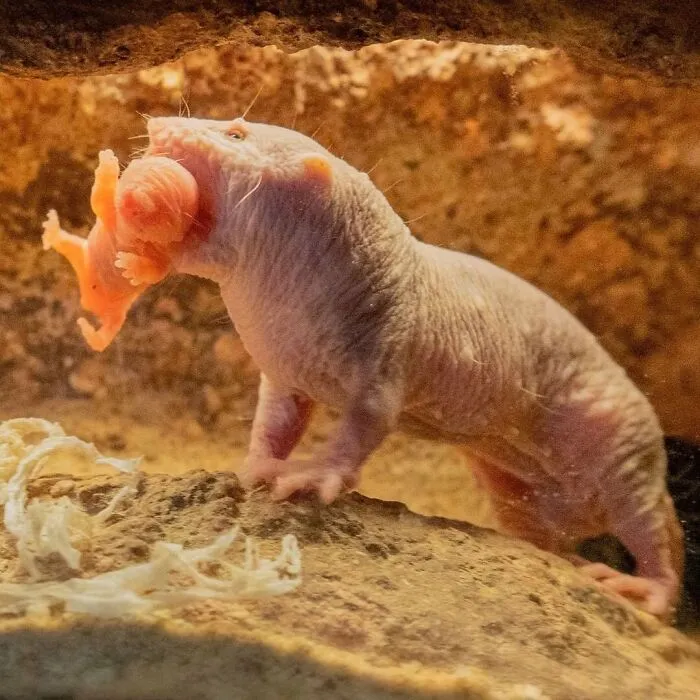 Cute baby naked mole rat with mother in burrow habitat
