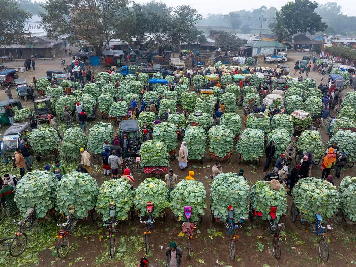 Unearthed® Food For Sale: Cabbage Market By Kazi Mohammad Golam Quddus, Bangladesh