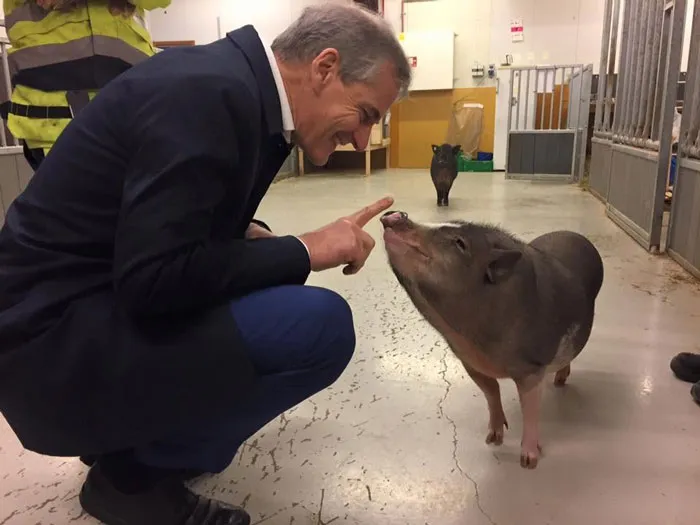 Even Though I Heavily Disagree With Jonas Gahr Støre, Pm Of Norway, It Would Be This Moment Of Him Greeting A Pig At An Agronomy School In Bergen