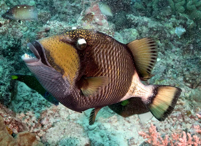 “Ended My Diving Hobby Forever”: 49 Terrifying Times Divers Were Caught Off-Guard Underwater