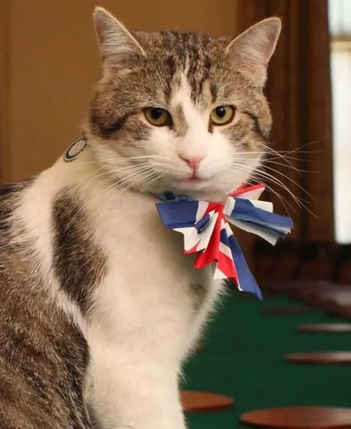 Larry The Cat - Chief Mouser At 10 Downing Street