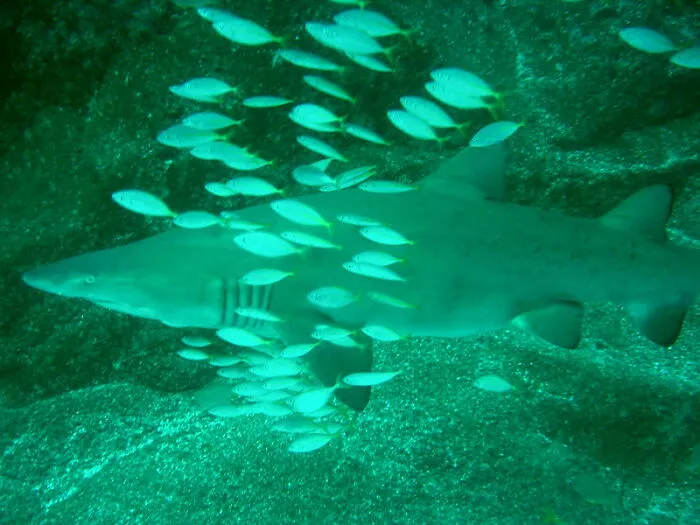 “Ended My Diving Hobby Forever”: 49 Terrifying Times Divers Were Caught Off-Guard Underwater