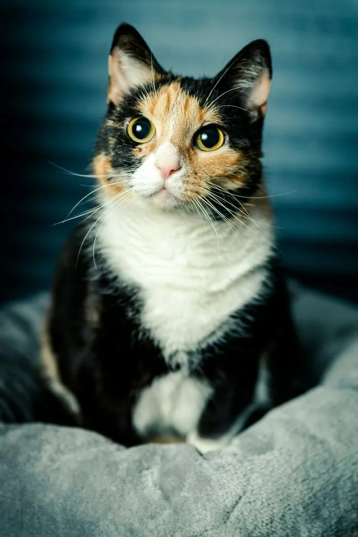“Tortitude”