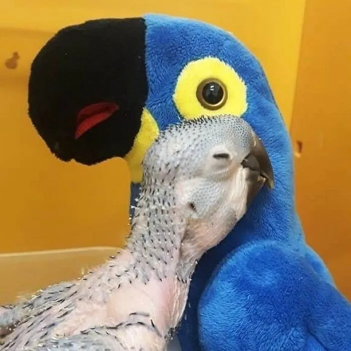 Baby bird snuggling with blue stuffed parrot toy and mom