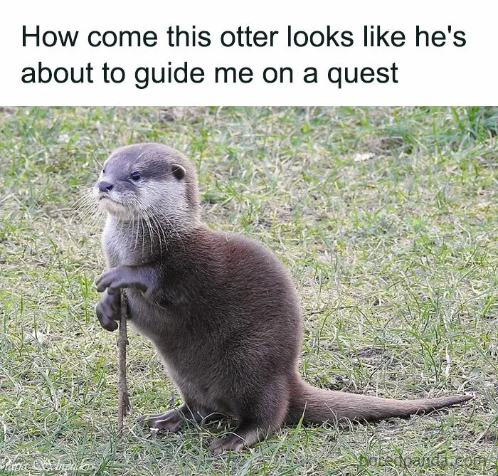 77 Pure And Funny Animal Memes To Calm Your Brain (New Pics)