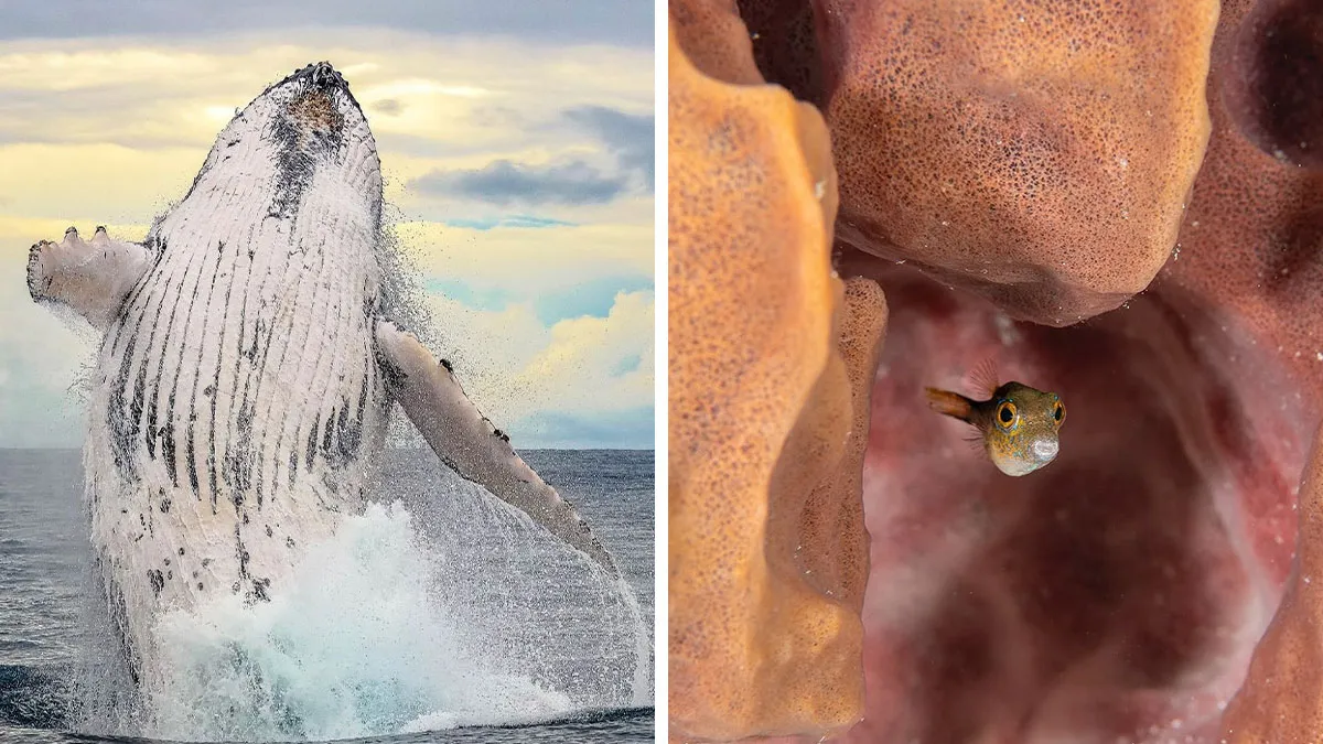 57 Incredible Photos Shared By The ‘Raw Oceanlife’ Page That Capture The Wild Beauty Of The Deep Blue Sea
