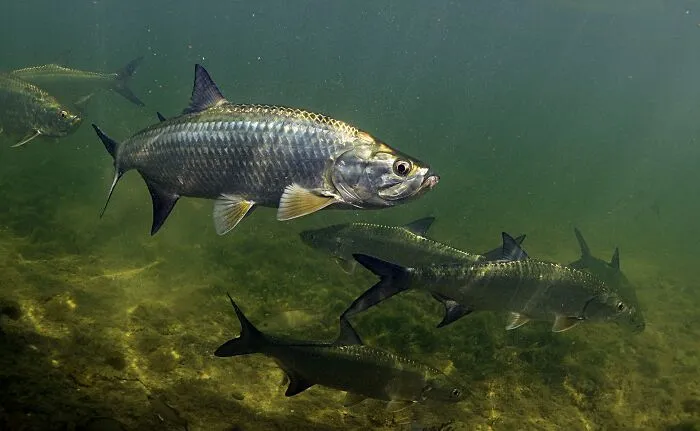 Tarpon fish swimming underwater with clear view of scales and fins