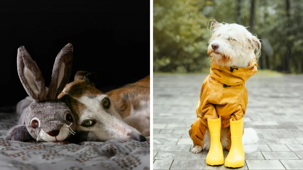 Este experto en perros explica 17 curiosos hábitos caninos
