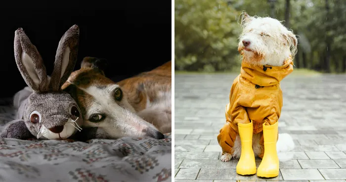 Este experto en perros explica 17 curiosos hábitos caninos