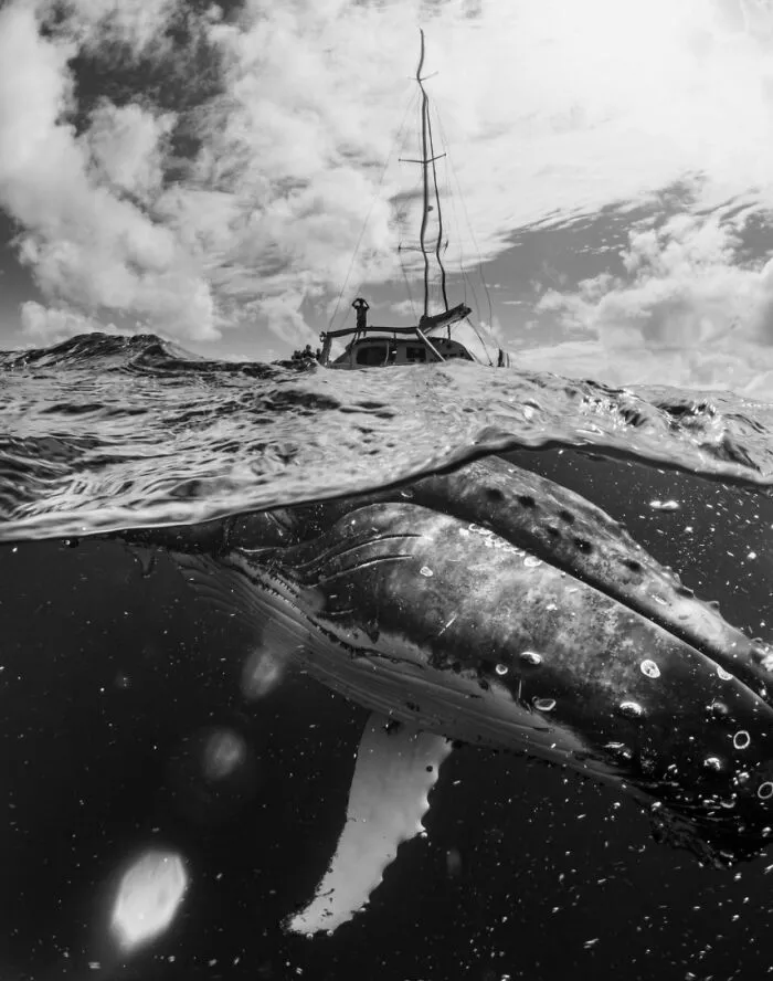 "Sassy, An Insistent Whale" By Tristin Sheen