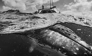 22 Award-Winning Animal Photos From The 2026 One Shot Photo Contest That Left The Judges In Awe