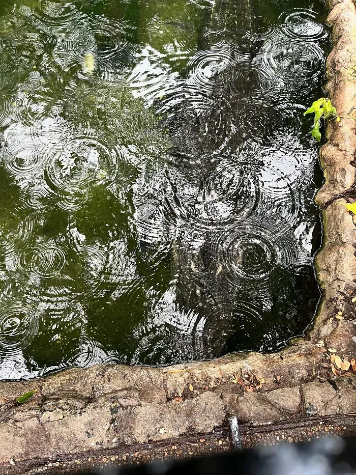 30 Fotos aparentemente normales, pero que «cuando lo veas» vas a alucinar