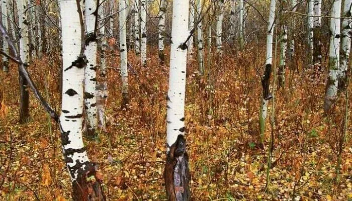 30 Fotos aparentemente normales, pero que «cuando lo veas» vas a alucinar