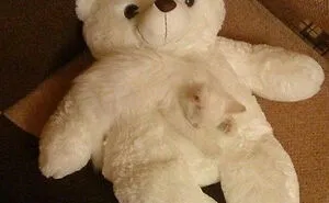 68 Pics That Seem Innocent At First But Then Make You Do A Massive Double-Take