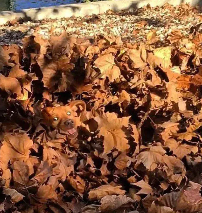 35 Fotos aparentemente normales, pero que «cuando lo veas» vas a alucinar