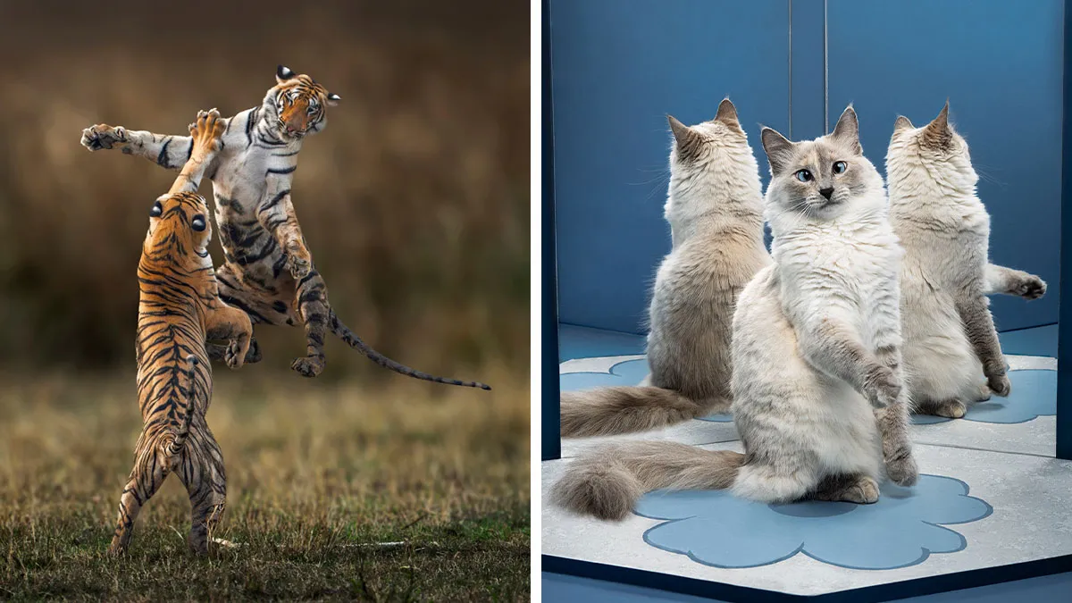 20 Fotografías de fauna salvaje de los Premios Chromatic 2025 que captan a los animales en su máximo esplendor