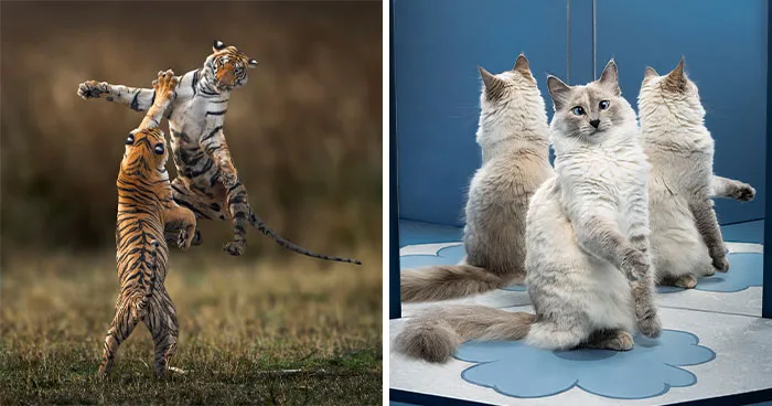 20 Fotografías de fauna salvaje de los Premios Chromatic 2025 que captan a los animales en su máximo esplendor