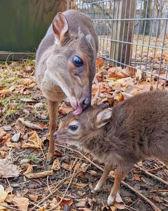 Mother muntjac deer grooming its baby in a natural enclosure