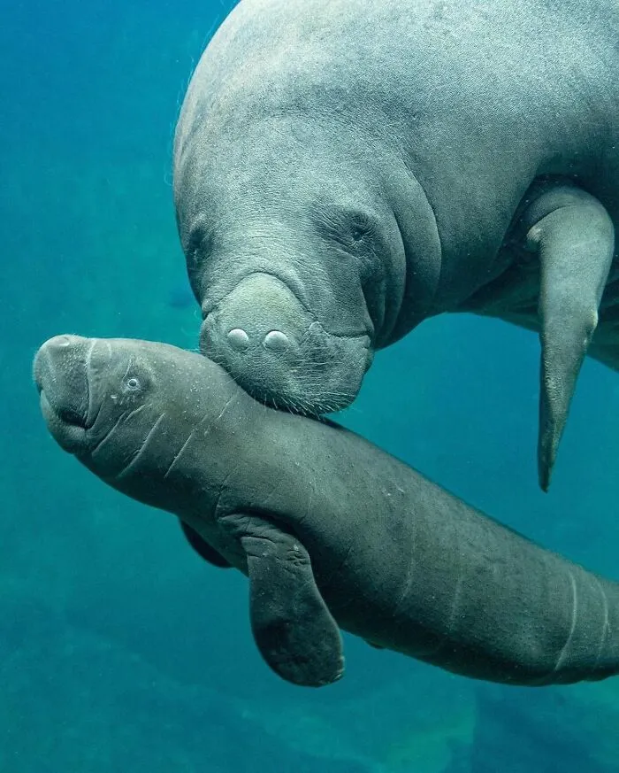 This Page Shared 65 Irresistible Pics Of Baby Animals And Their Moms