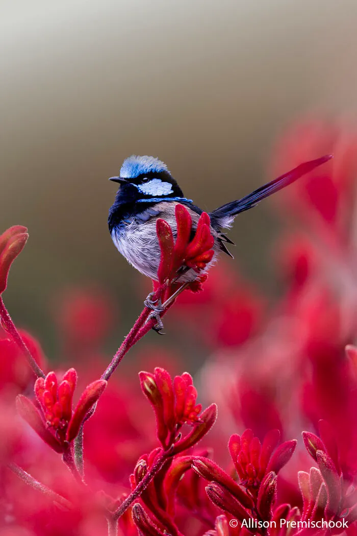 Animals In Nature: Botanic Wren By Allison Premischook