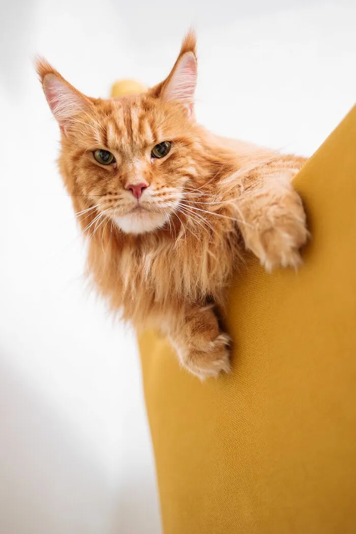 Cats Are Solitary Animals That Prefer Being Alone