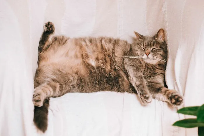 Showing Their Belly Means They Want A Belly Rub