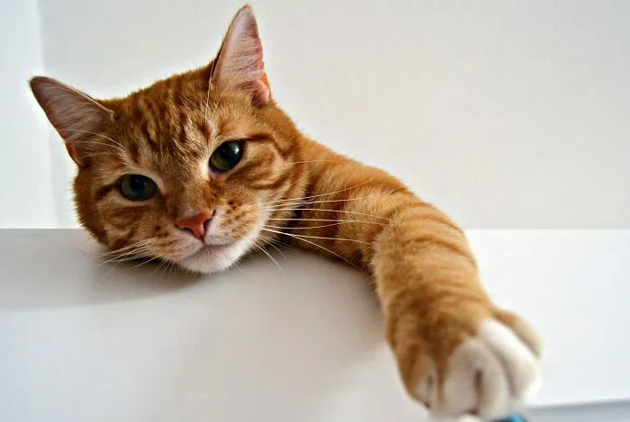 Cats Scratch Furniture To Be Destructive