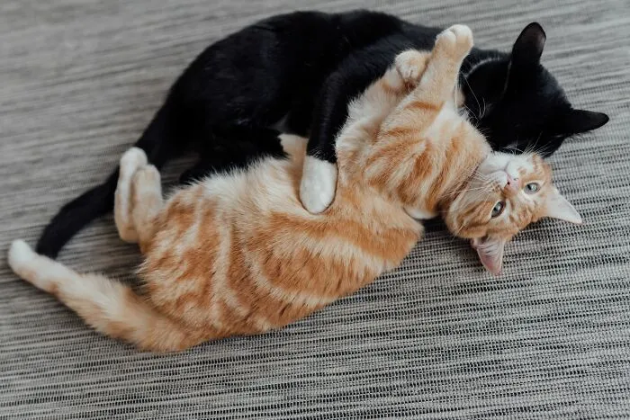 Cats Don't Experience Loneliness