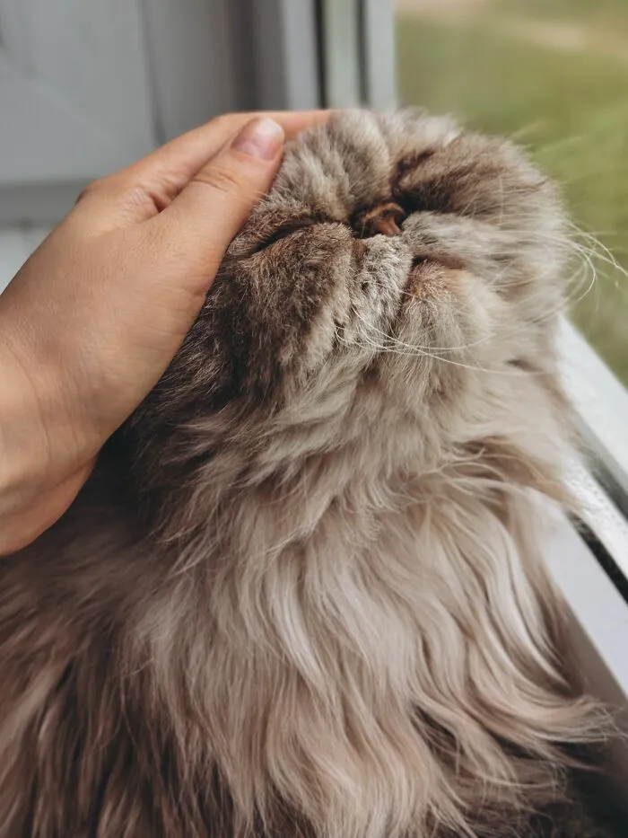 Purring Always Means A Cat Is Happy